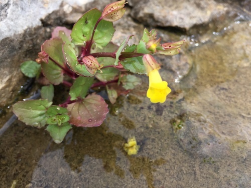Erythranthe inamoena (Erythranthe inamoena)
