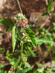 Malvastrum coromandelianum image