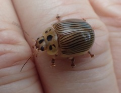 Paropsisterna intacta