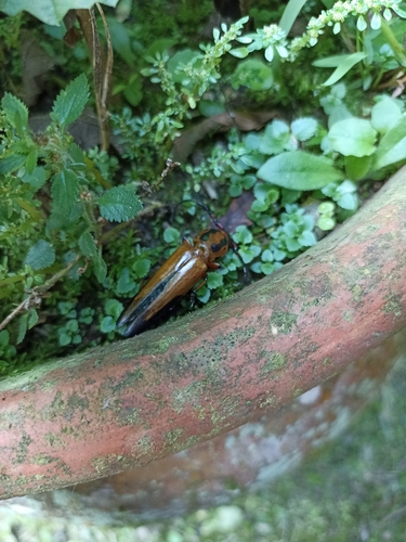 Metopocoilus picticornis