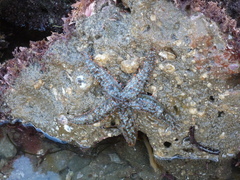 Astrometis sertulifera