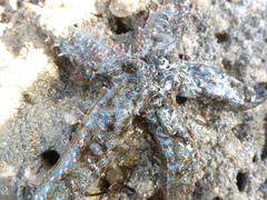 Astrometis sertulifera