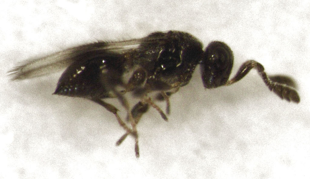 Errolium