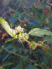 Malvastrum coromandelianum image