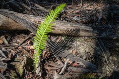Blechnum nudum