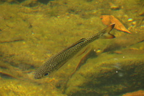 Kuhlia marginata