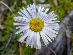 Allittia cardiocarpa