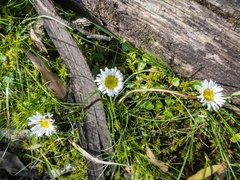 Allittia cardiocarpa