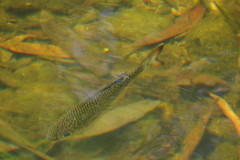 Kuhlia marginata
