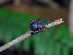 Amphisternus vomeratus