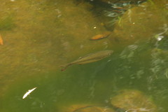 Kuhlia marginata