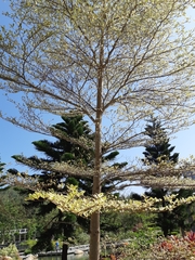 Terminalia mantaly 'triciolor'