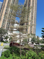 Terminalia mantaly 'triciolor'