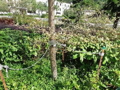 Terminalia mantaly 'triciolor'