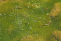 Kuhlia marginata