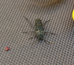 Xylotrechus nauticus