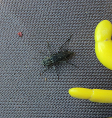 Xylotrechus nauticus