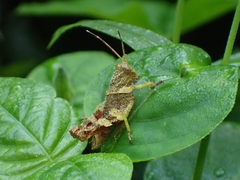 Apalacris varicornis