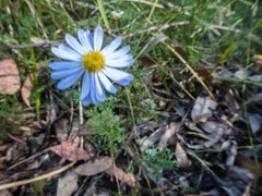 Brachyscome multifida