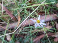 Brachyscome multifida