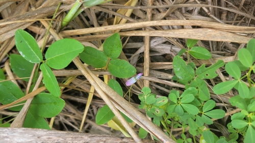 Image of Galactia volubilis by (c) Michelle Smith, some rights reserved (CC BY)