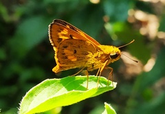 Oriens goloides