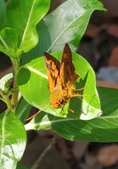 Oriens goloides