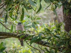 Cacomantis variolosus