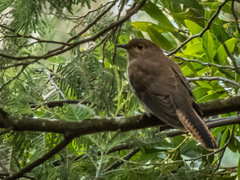 Cacomantis variolosus