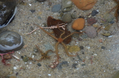 Ophiothrix spiculata image