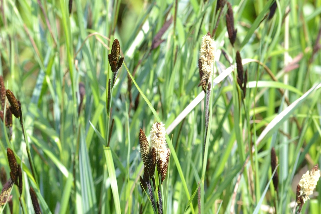 lesser pond sedge from 198 00 Praha 14, Česko on April 30, 2023 at 11: ...