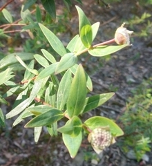 Pimelea ligustrina
