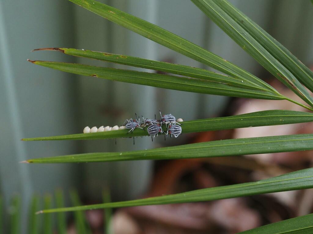 Lychee Stink Bug from 台灣雲林縣 on April 30, 2023 at 01:08 PM by Hong ...