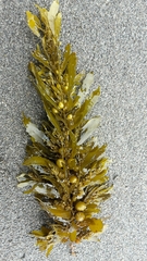 Sargassum sinclairii