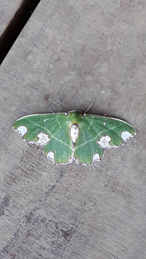 Archichlora rectilineata