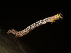 Epobeidia tigrata tigrata