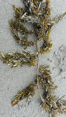 Sargassum sinclairii