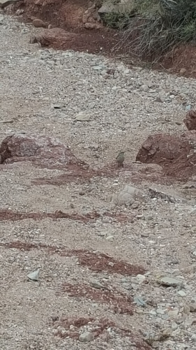 Rock Wren