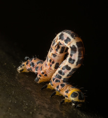 Epobeidia tigrata tigrata