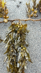 Sargassum sinclairii