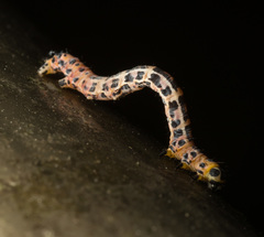 Epobeidia tigrata tigrata