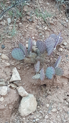 Purple Prickly Pear