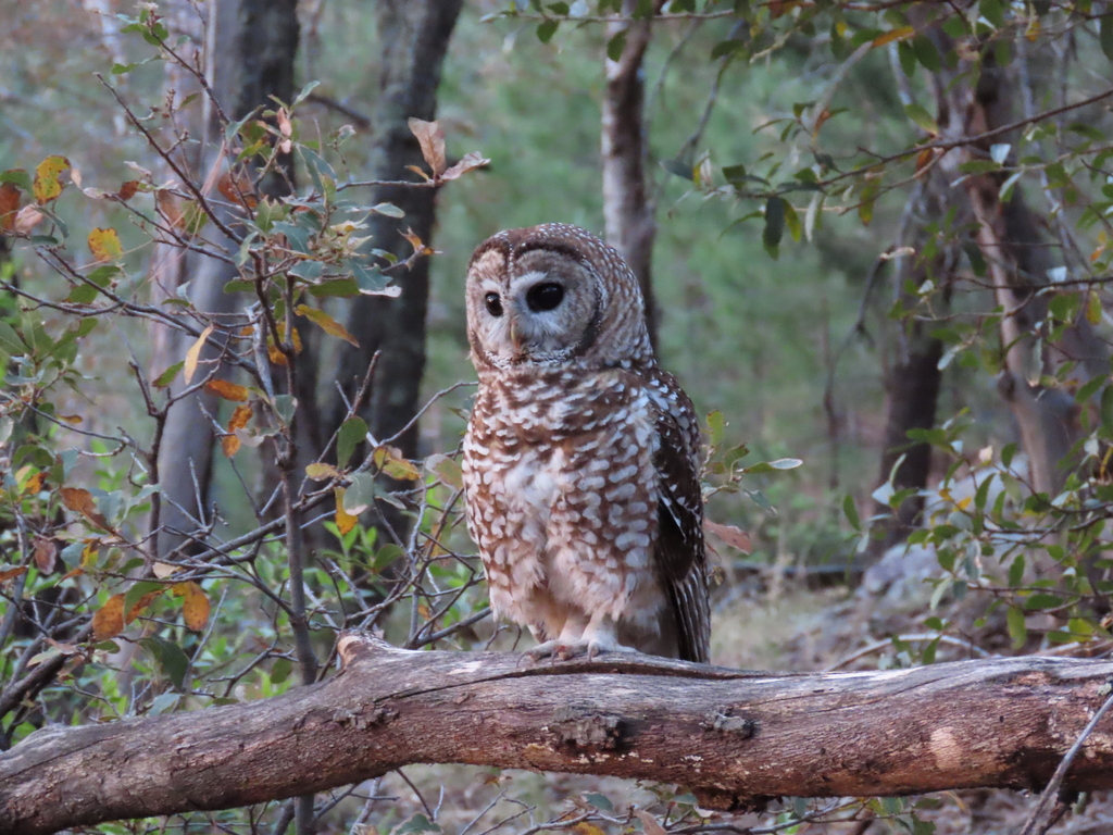 Mexican Spotted Owl in April 2023 by Matthew Lachiusa · iNaturalist