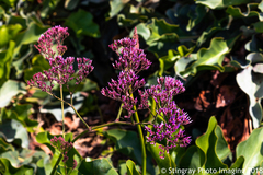 Limonium perezii