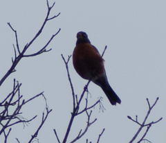 Turdus migratorius image