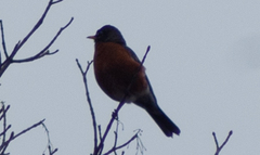 Turdus migratorius image