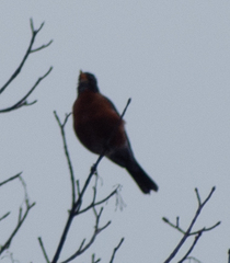Turdus migratorius image