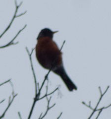 Turdus migratorius image