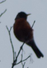 Turdus migratorius image