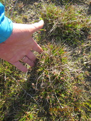 Juncus caespiticius